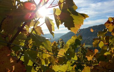 Weinlaub von der Sonne beschienen