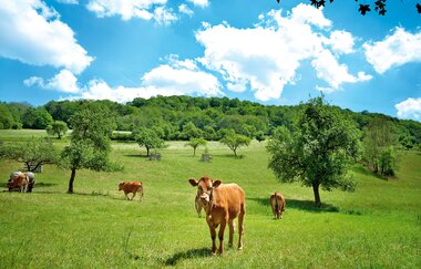 Limpurger Rinder auf grüner Wiese