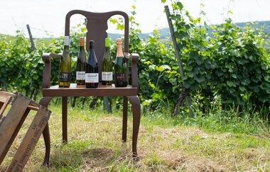Stellplatz auf dem Weingut GravinO