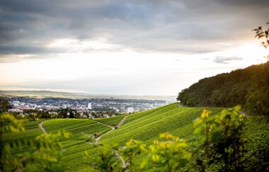 Ausblick vom Wartberg. Über grüne Weinreben hinweg sieht man bei bewölktem Himmel  weit in der Ferne die Stadt Heilbronn