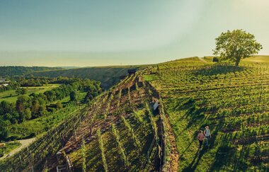 Wandern in den Katzenbeißer-Steillagen