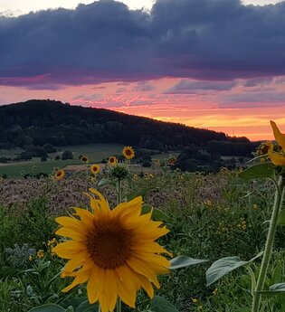 Im Vordergrund sieht man zwei Sonnenblumen, dahiner ein ganzens Sonnenblumenfeld. Im Hintergrund ist ein Sonnenuntergang und die Erhebung eines Berges, dem Katzenbucken zu sehen. Waldbrunn im Odenwald.