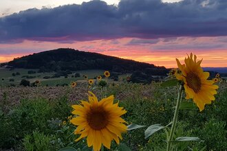 Im Vordergrund sieht man zwei Sonnenblumen, dahiner ein ganzens Sonnenblumenfeld. Im Hintergrund ist ein Sonnenuntergang und die Erhebung eines Berges, dem Katzenbucken zu sehen. Waldbrunn im Odenwald.