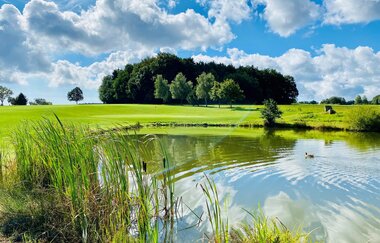 Golfteich mit Gräsern im Vordergrund. Im Hintergrund eine sehr grüne Wiese und ein kleiner Wald. Mudau im Odenwald.