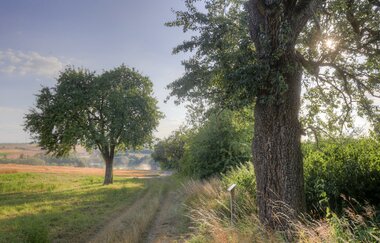 Hügellandschaft im Kraichgau | HeilbronnerLand
