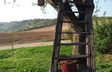 Landschaft mit prachliegendem Feld, im Vordergrund ein Obstbaum mit einer Leiter angelehnt