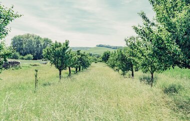 Blick in die Landschaft auf eine grüne Wiese mit grünen Streuobstbäumen.