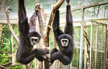 Tierpark Leintalzoo | Schwaigern | HeilbronnerLand