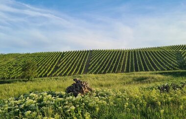 Weinberg Weingut Sommer