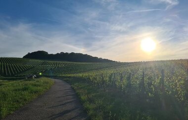 Ausblick Weingut Sommer