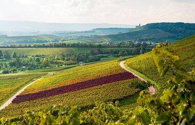 Wohnmobilstellplatz Weinkonvent Dürrenzimmern | Brackenheim
