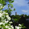 Ein weiß blühender Busch im Vordergrund, im Hintergrund ist verschwommen die Burgruine Windeck zu sehen.