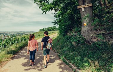 Württembergischer Weinwandweg oberhalb Burg Hohenbeilstein | HeilbronnerLand