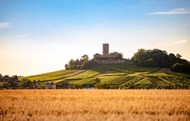 Stimmungsvoller Blick über Getreidefelder auf die Burg Steinsberg
