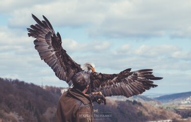 Greifenwarte Burg Guttenberg - Flugvorführungen & Falknerstunden | Haßmersheim  Neckartal