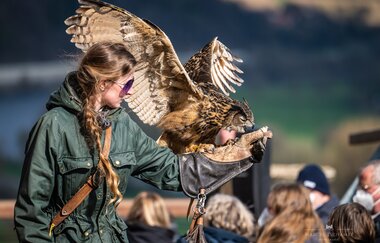 Greifenwarte Burg Guttenberg - Flugvorführungen & Falknerstunden | Haßmersheim | Neckartal