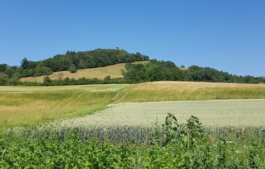 Der Einkorn mit grünen Feldern im Vordergrund