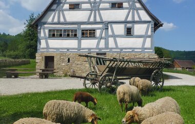 Fachwerkhaus im Hohenloher Freilandmuseum mit Schafen auf einer Wiese im Vordergrund.