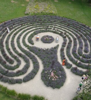 Lavendellabyrinth im Salinenpark