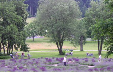 Lavendellabyrinth im Salinenpark