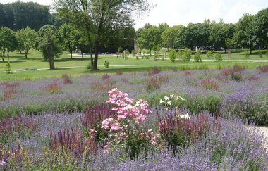 Lavendellabyrinth im Salinenpark