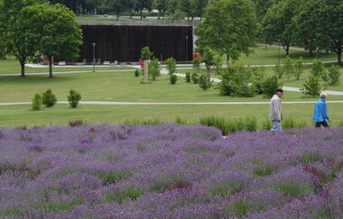 Lavendellabyrinth im Salinenpark