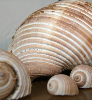 Muscheln aus dem Meeresmuseum in Öhringen.