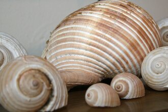Muscheln aus dem Meeresmuseum in Öhringen.