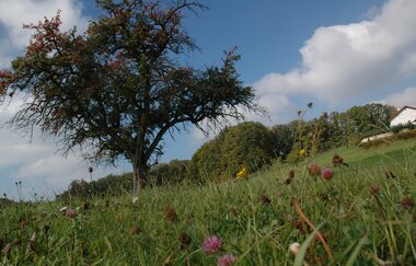 Streuobstwiese im Naturpark Schwäbisch-Fränkischer Wald | Wüstenrot | HeilbronnerLand