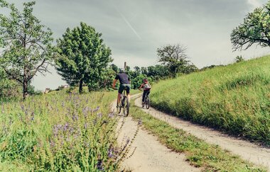 Naturparktouren HeilbronnerLand - Radfahren im Naturpark Schwäbisch-Fränkischer Wald | Sauklinge Löwenstein