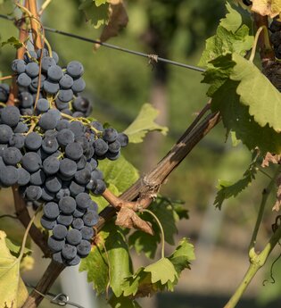 Reife, dunkelblaue Weintrauben an einem Weinstock im Herbst.