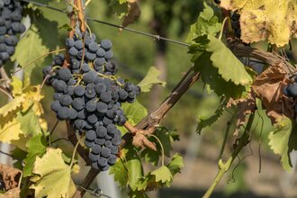 Reife, dunkelblaue Weintrauben an einem Weinstock im Herbst.