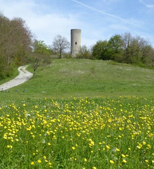 Blick auf die Reichelsburg in Aub. Im Hintergrund ist der Turm zu sehen. Im Vordergrund eine blühende Wiese mit einem Weg. Rechts und links wachsen Bäume und Sträucher.