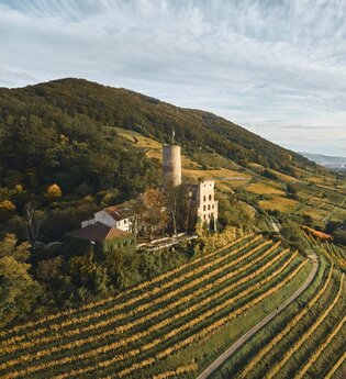 Weinberge mit Burg auf einem Hügel, darunter ein Dorf.