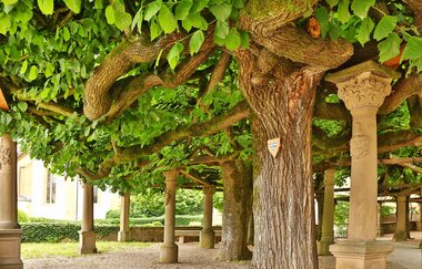 Lindenanlage am Renaissance-Schloss Neuenstadt am Kocher | HeilbronnerLand