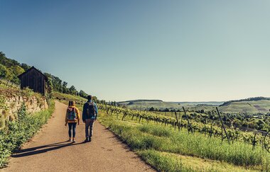 am Württembergischen WeinWanderWeg | HeilbronnerLand