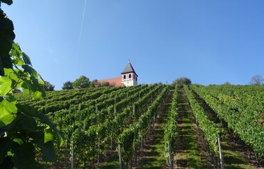 Blick auf den Micaelsberg Cleebronn | Schönste Weinsicht Württemberg