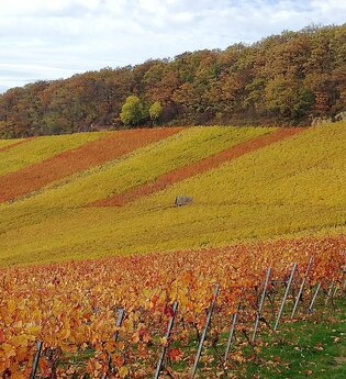 Weingut H.C. Drautz