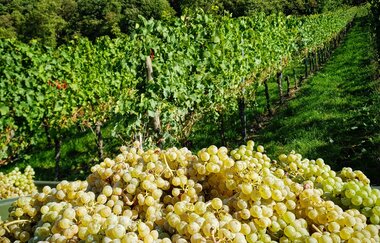 Weingut Kistenmacher & Hengerer