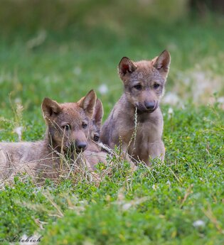 Drei kleine Wolfswelpen sitzen zusammen im Gras.