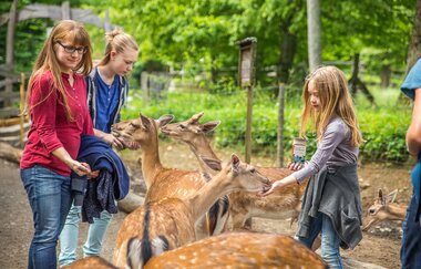 Erwachsene und Kinder füttern im Gehege Hirsche