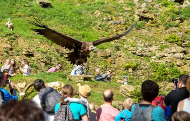 Ein Geier fliegt bei der Fütterungsrunde über eine Menschenmenge.