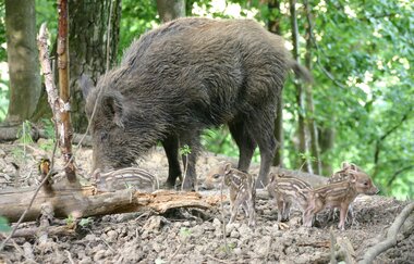 Zahlreiche Tiere warten darauf entdeckt zu werden