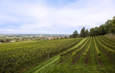 Winzer von Baden eG Wiesloch