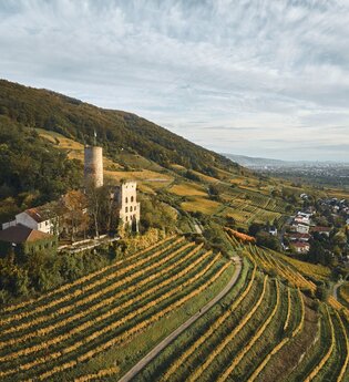 Burgruine Strahlenburg auf einem bewaldeten Hügel mit Weinbergen und Blick auf Schriesheim.
