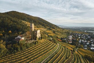 Burgruine Strahlenburg auf einem bewaldeten Hügel mit Weinbergen und Blick auf Schriesheim.