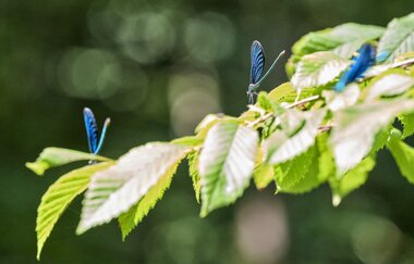 Libellen im Kupfertal bei Forchtenberg