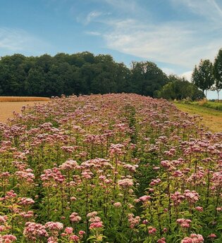 Blumenfeld bei Raboldshausen am Kochersteig