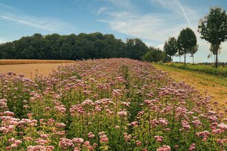 Blumenfeld bei Raboldshausen am Kochersteig