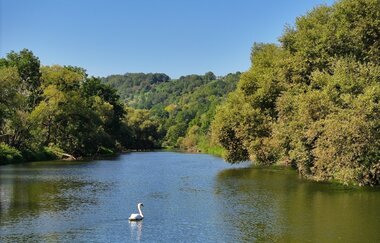 Ein Schwan genießt die Ruhe in der Jagst